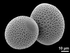 hydrated pollen grains