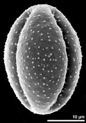 dry pollen grain in equatorial view