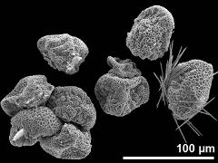 dry pollen