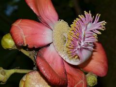 flower(s)