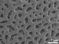 acetolyzed pollen,exine surface