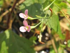 flower(s)