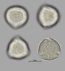hydrated pollen