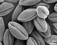 dry pollen grains