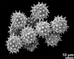 hydrated pollen grains