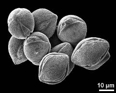 dry pollen grains