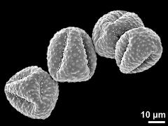 dry pollen grains