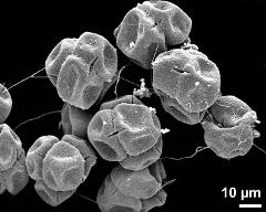 dry tetrads