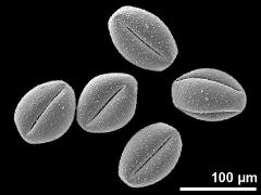 dry pollen grains