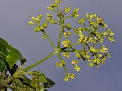 inflorescence(s)