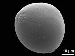 hydrated pollen,triporate