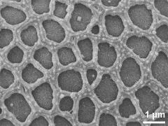 exine surface