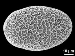 polar proximal view