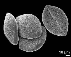 dry pollen grains