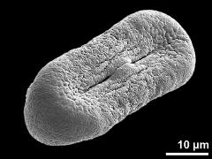 dry pollen grain