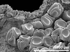 dry pollen