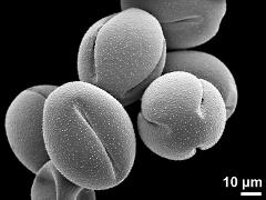 dry pollen grains