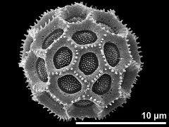 hydrated pollen grain