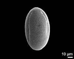 dry pollen grain in equatorial view