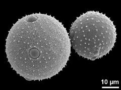 hydrated (left) and dry pollen grain