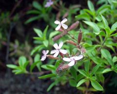 flowers of Saponaria ocymoides