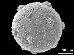 hydrated pollen grain