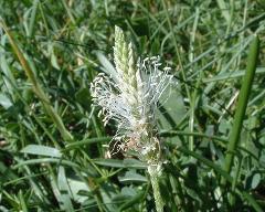 inflorescence of Plantago media