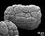 hydrated tetrads (forming massula)