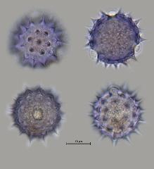 hydrated pollen