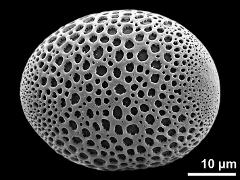 polar proximal view