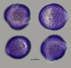 hydrated pollen