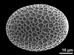 hydrated pollen grain