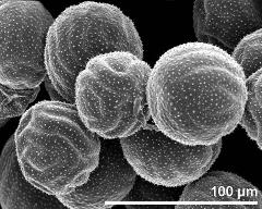 dry pollen grains