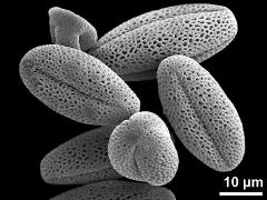 dry pollen grains