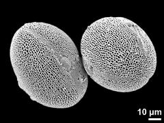 hydrated pollen grains