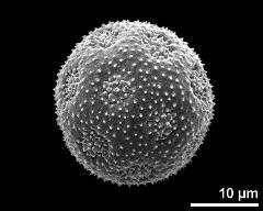 hydrated pollen grain