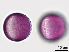 hydrated pollen,equatorial view