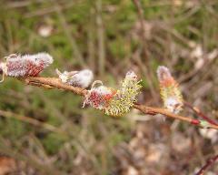 male flowers