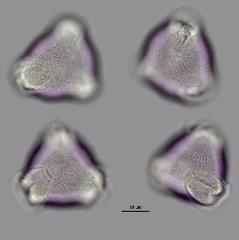 hydrated pollen