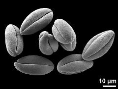 dry pollen grains