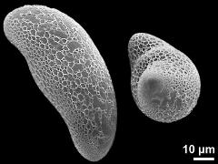 hydrated pollen grains