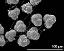 hydrated tetrads with viscin threads