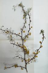 inflorescence(s)