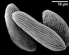 hydrated pollen grains