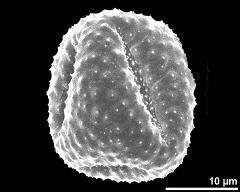 dry pollen grain in equatorial view