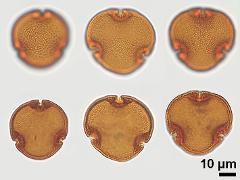 acetolyzed pollen,polar view