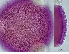 hydrated pollen