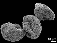 dry pollen