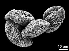 dry pollen grains