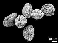 dry pollen grains